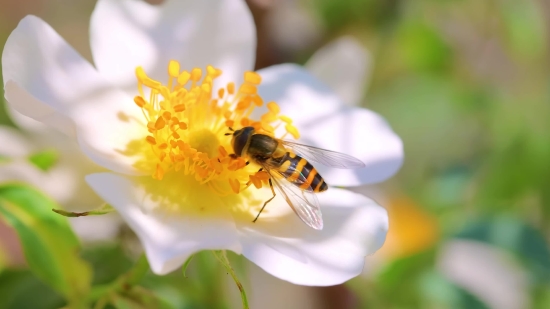 Worker, Insect, Arthropod, Invertebrate, Flower, Bee