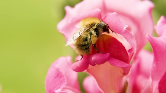 Worker, Insect, Arthropod, Invertebrate, Flower, Pink