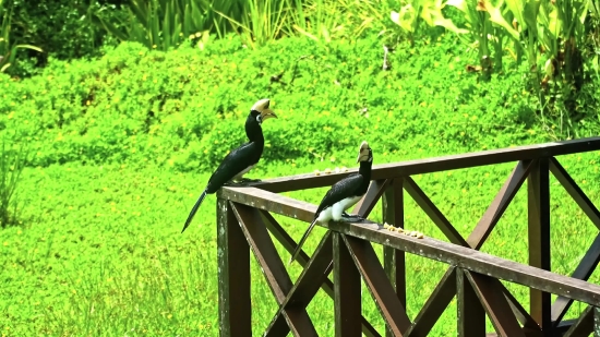 Worm Fence, Rail Fence, Fence, Barrier, Bird, Obstruction