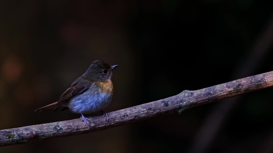 Wren, Bird, Wildlife, Beak, Vertebrate, Feather