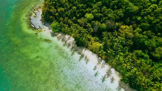 Writing Stock Footage, Tree, Landscape, Woody Plant, Forest, Vascular Plant