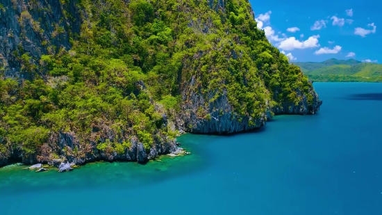 Writing Stock Video, Tree, Woody Plant, White Mangrove, Landscape, Water