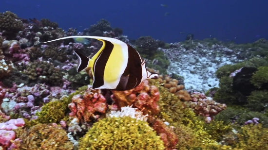 Youtube Audio Library Free Download, Rock Beauty, Butterfly Fish, Reef, Underwater, Sea