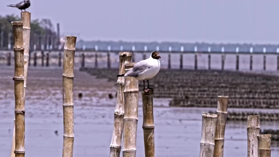 Youtube Downloader Online Mp3, Statue, Pelican, Landmark, Architecture, Sea