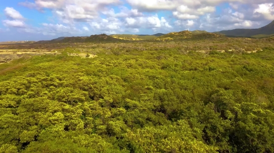 Youtube Intro Copyright Free, Landscape, Tree, Woody Plant, Gorse, Shrub