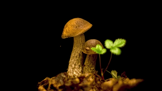 Youtube Stock Video, Mushroom, Fungus, Organism, Vegetable, Produce