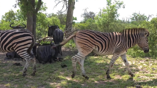 Zebra, Equine, Mammal, Wildlife, Safari, Ungulate