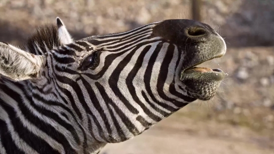 Zebra, Equine, Ungulate, Safari, Wildlife, Mammal