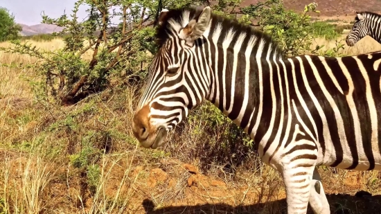 Zebra, Equine, Ungulate, Safari, Wildlife, Mammal