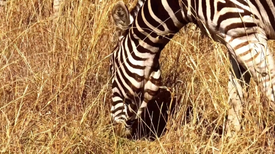 Zebra, Equine, Ungulate, Safari, Wildlife, Mammal