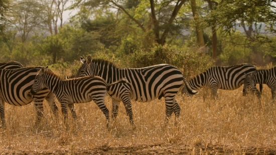 Zebra, Equine, Ungulate, Safari, Wildlife, Mammal