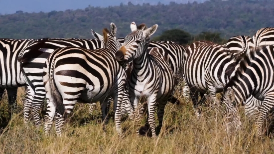 Zebra, Equine, Ungulate, Safari, Wildlife, Mammal