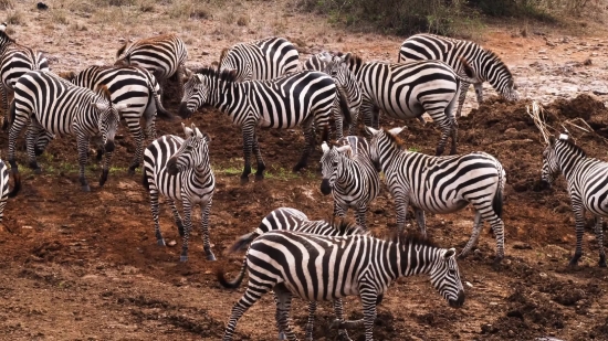 Zebra, Equine, Ungulate, Safari, Wildlife, Mammal