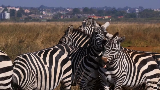 Zebra, Equine, Ungulate, Safari, Wildlife, Mammal