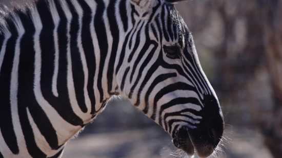 Zebra, Equine, Ungulate, Safari, Wildlife, Mammal