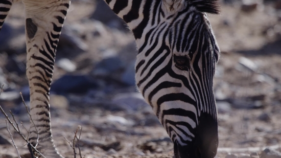 Zebra, Equine, Ungulate, Safari, Wildlife, Mammal