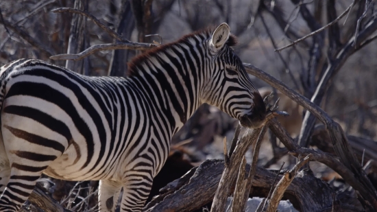 Zebra, Equine, Ungulate, Safari, Wildlife, Mammal