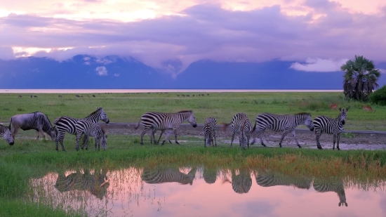 Zebra, Equine, Ungulate, Safari, Wildlife, Mammal