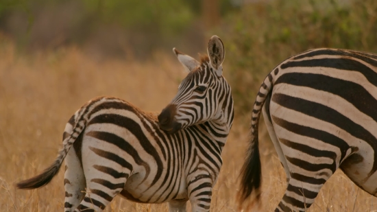 Zebra, Equine, Ungulate, Safari, Wildlife, Mammal