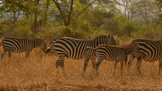 Zebra, Equine, Ungulate, Safari, Wildlife, Mammal