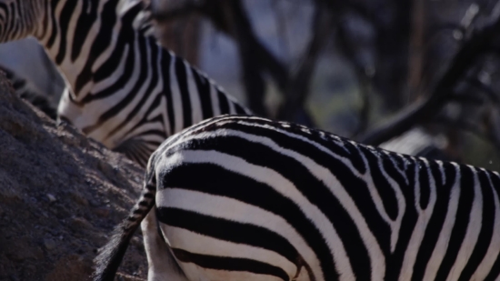 Zebra, Equine, Ungulate, Safari, Wildlife, Wild