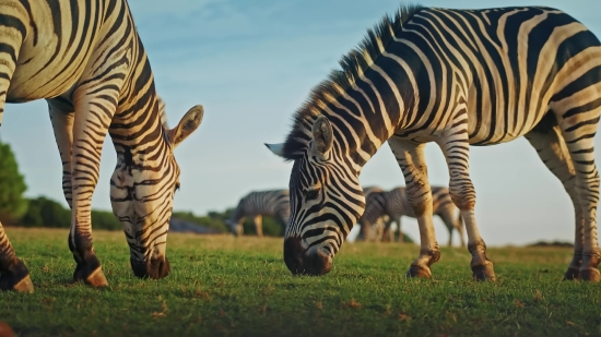 Zebra, Equine, Ungulate, Wildlife, Mammal, Safari