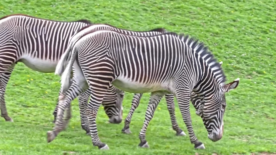 Zebra, Equine, Ungulate, Wildlife, Safari, Mammal