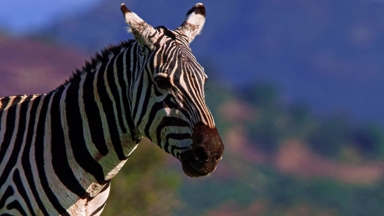 Zebra, Equine, Ungulate, Wildlife, Safari, Mammal