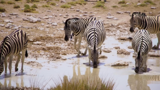 Zebra, Equine, Ungulate, Wildlife, Safari, Mammal