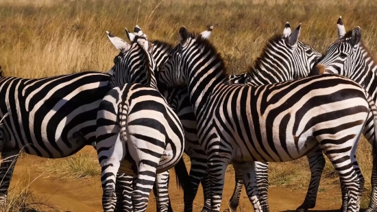 Zebra, Equine, Ungulate, Wildlife, Safari, Mammal