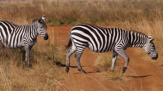 Zebra, Equine, Ungulate, Wildlife, Safari, Mammal