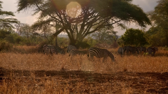 Zebra, Equine, Ungulate, Wildlife, Safari, Mammal