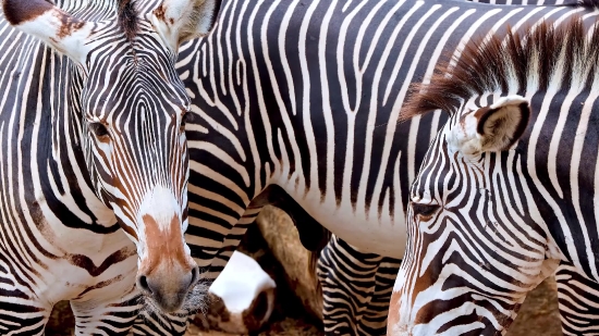 Zebra, Equine, Ungulate, Wildlife, Safari, Mammal