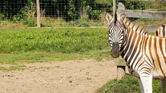 Zebra, Equine, Ungulate, Wildlife, Safari, Mammal