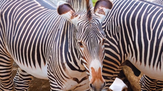 Zebra, Equine, Ungulate, Wildlife, Safari, Mammal