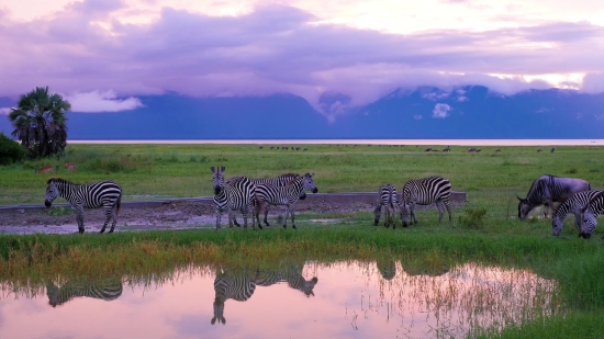 Zebra, Equine, Ungulate, Wildlife, Safari, Wild