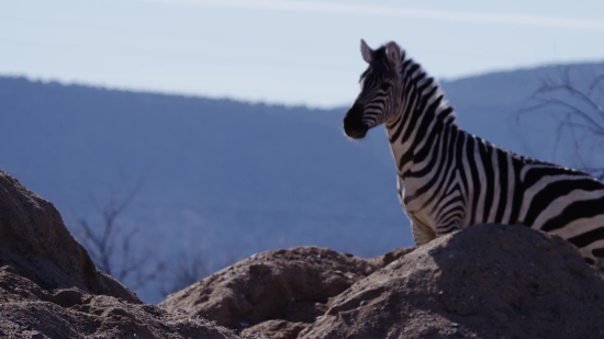 Zebra, Equine, Wildlife, Safari, Mammal, Wild