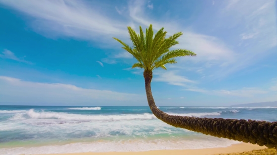 Zoom Background Fireplace Video Free, Beach, Sand, Sea, Ocean, Palm